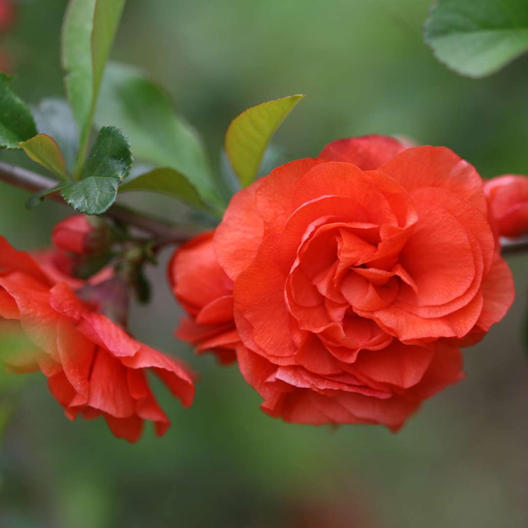 Close up of deep orange Double Take Orange quince flower